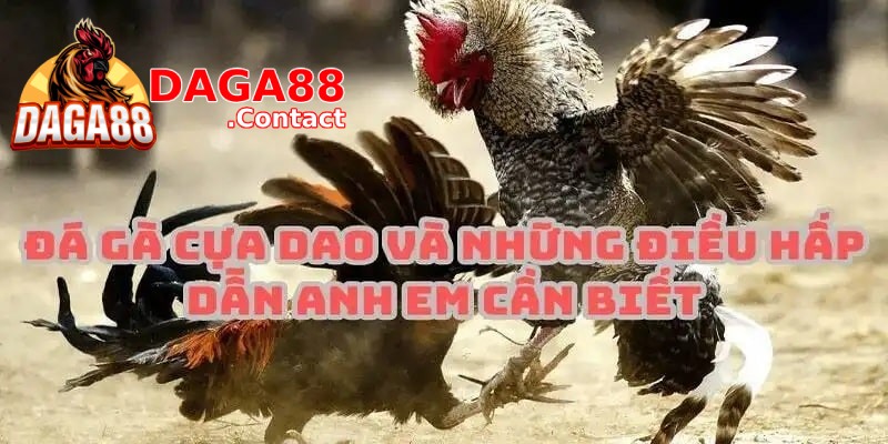 Đá gà cựa dao Daga88