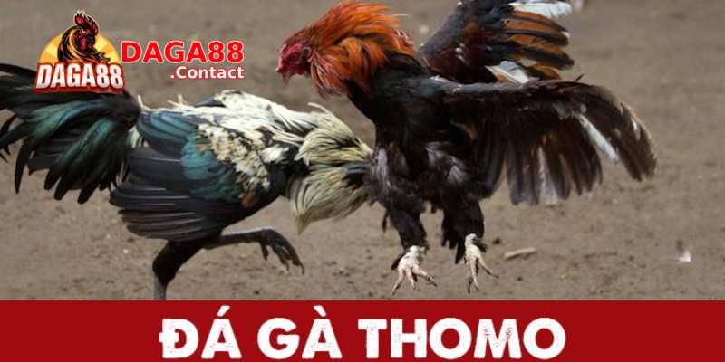 Đá gà thomo