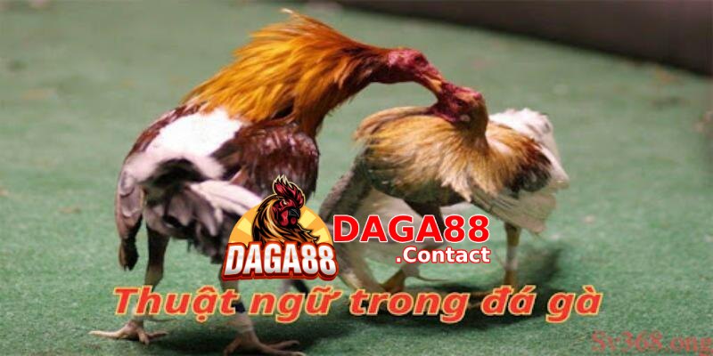 Tìm hiểu về thuật ngữ đá gà