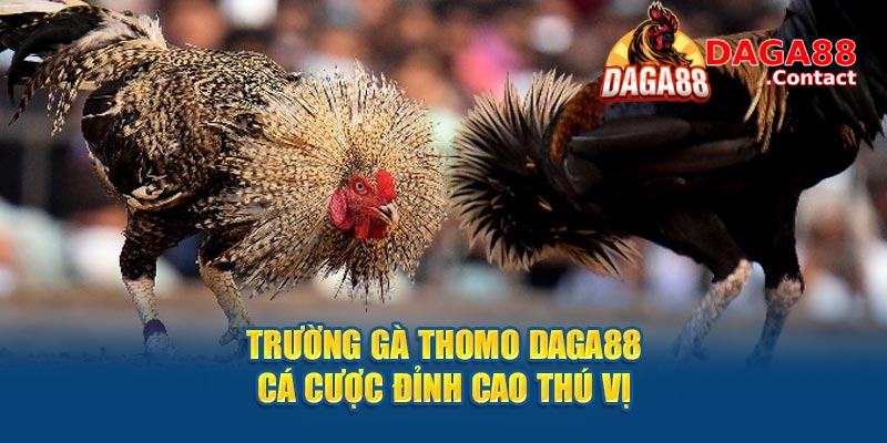 Xem đá gà trực tiếp