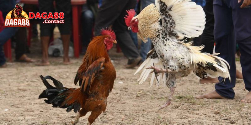 Những Ưu Đãi Khi Đăng Ký Alo789 Ngay Hôm Nay